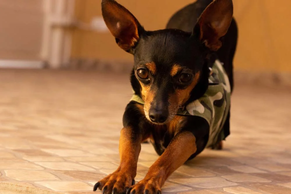 Pinscher 0, 1, 2 ou miniatura entenda os tamanhos da raça