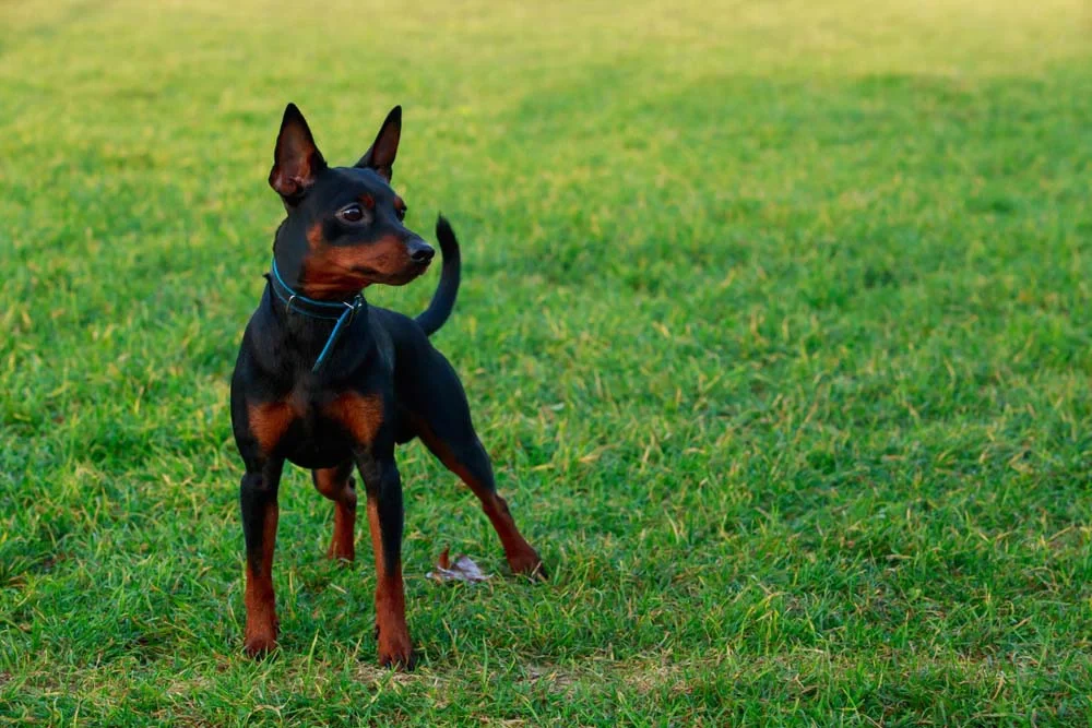 Pinscher 0, 1, 2 ou miniatura entenda os tamanhos da raça