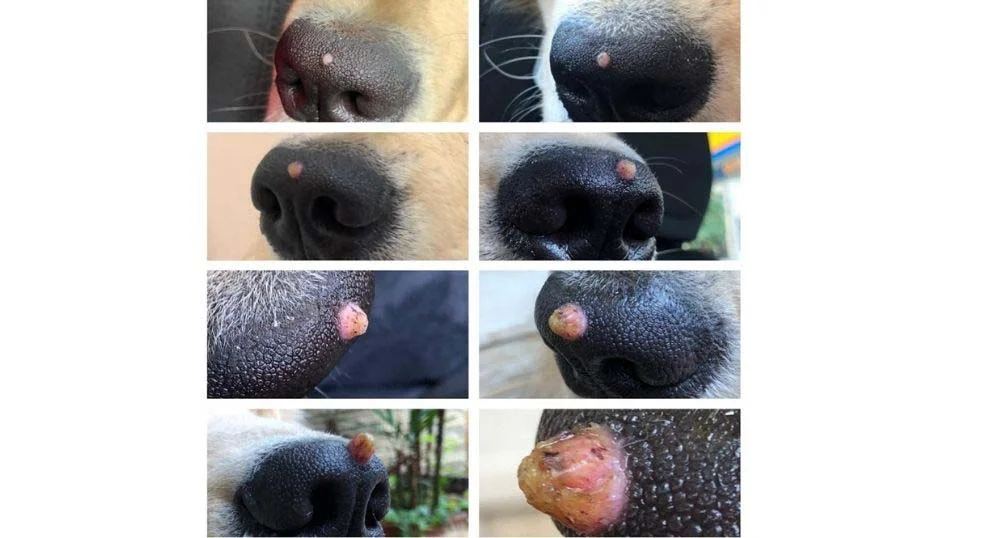 Papiloma em cães: a tutora Marisa registrou todo o processo de evolução da verruga em um mês
