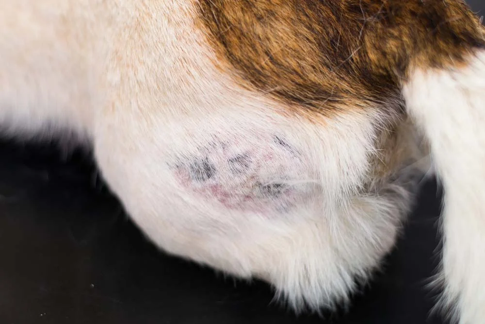 A mancha preta na pele do cachorro pode indicar vários problemas