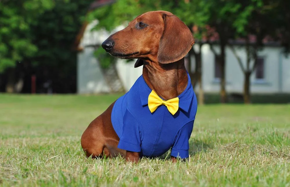 Roupa para cachorro: uma camisa pode cair muito bem no seu pet
