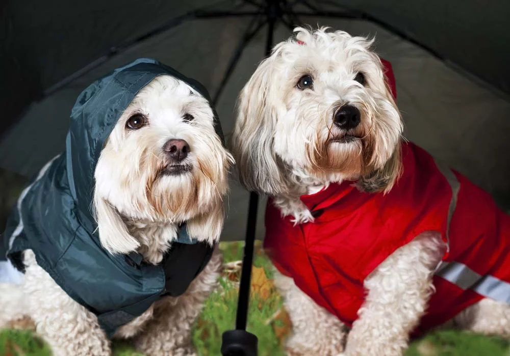 A jaqueta para cachorro pode ajudar bastante a proteger o seu amigo do frio