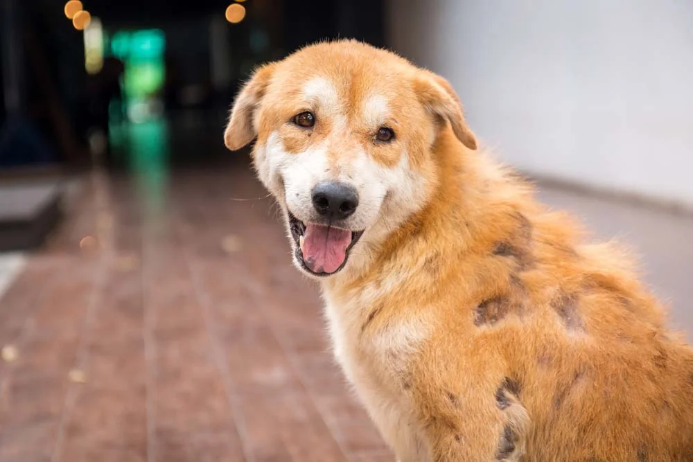 Sarna sarcóptica: cachorro pode apresentar queda de pelo como um dos sintomas