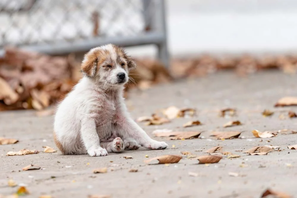 Sarna sarcóptica: cães abandonados são mais propensos a pegar a doença