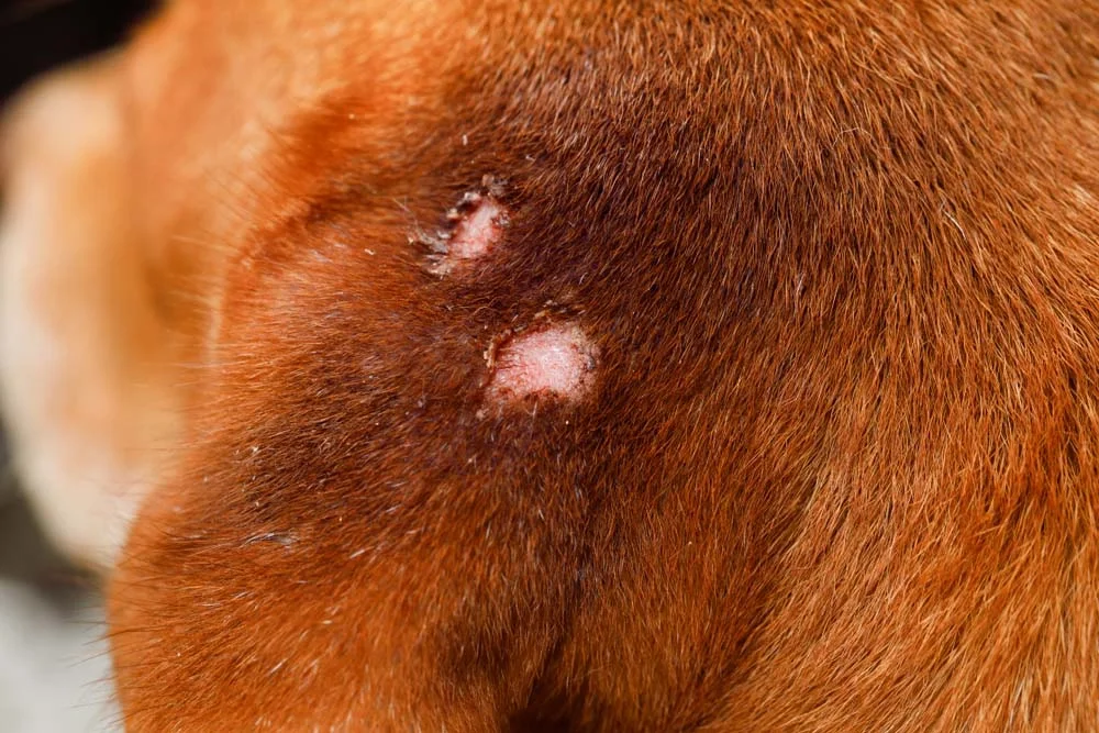 A sarna sarcóptica também pode se manifestar com vermelhidão e ferimento na pele dos cachorros