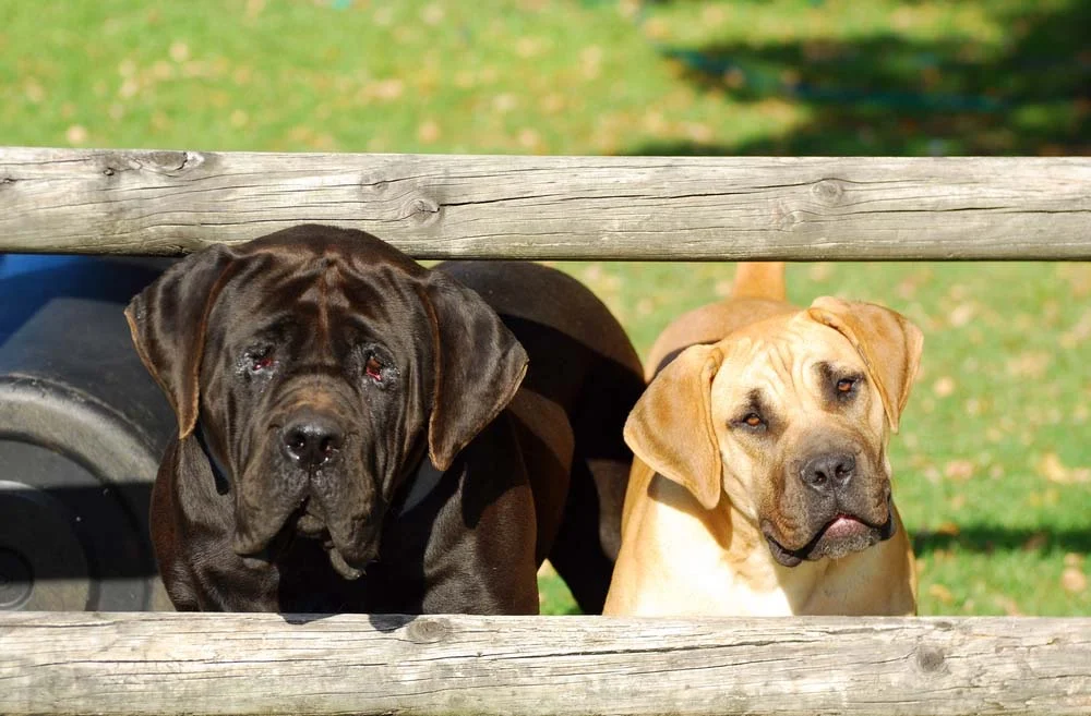 Raça de cão boerboel pode ser encontrada nas cores tigrado, amarelo, vermelho escuro, preto e marrom