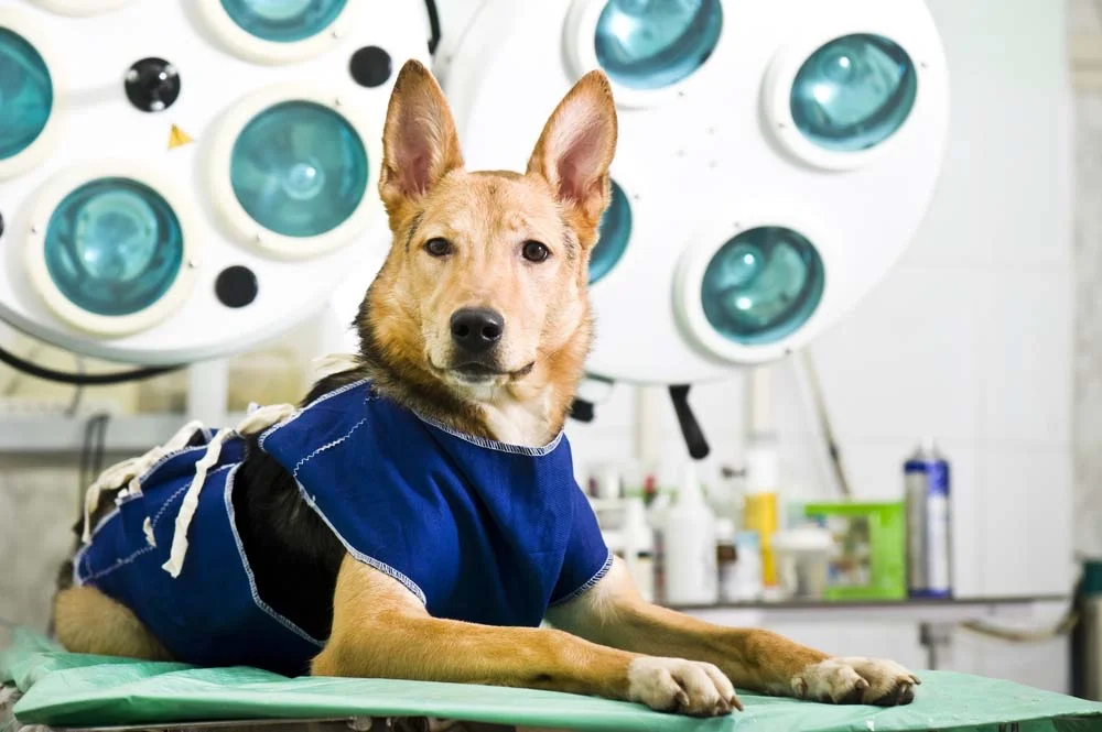 A castração de cachorro é a melhor forma de prevenir a neoplasia testicular canina