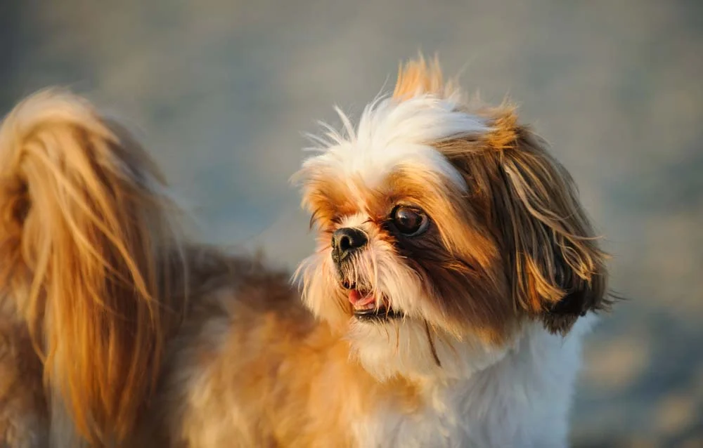 A raça Shih Tzu também pode apresentar uma cor de pelo de cachorro mais voltada para tons avermelhados