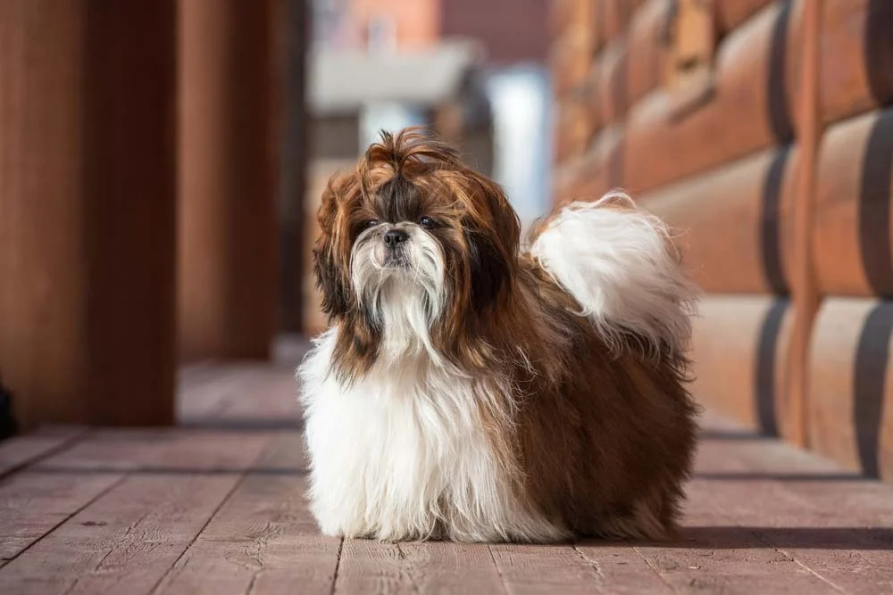 O cO cachorro Shih Tzu com a cor de pelo marrom é mais raro