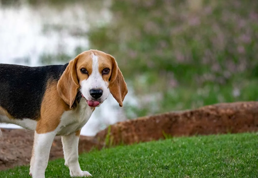 O Beagle, geralmente, é tricolor e apresenta as cores de cachorro branco, preto e bege