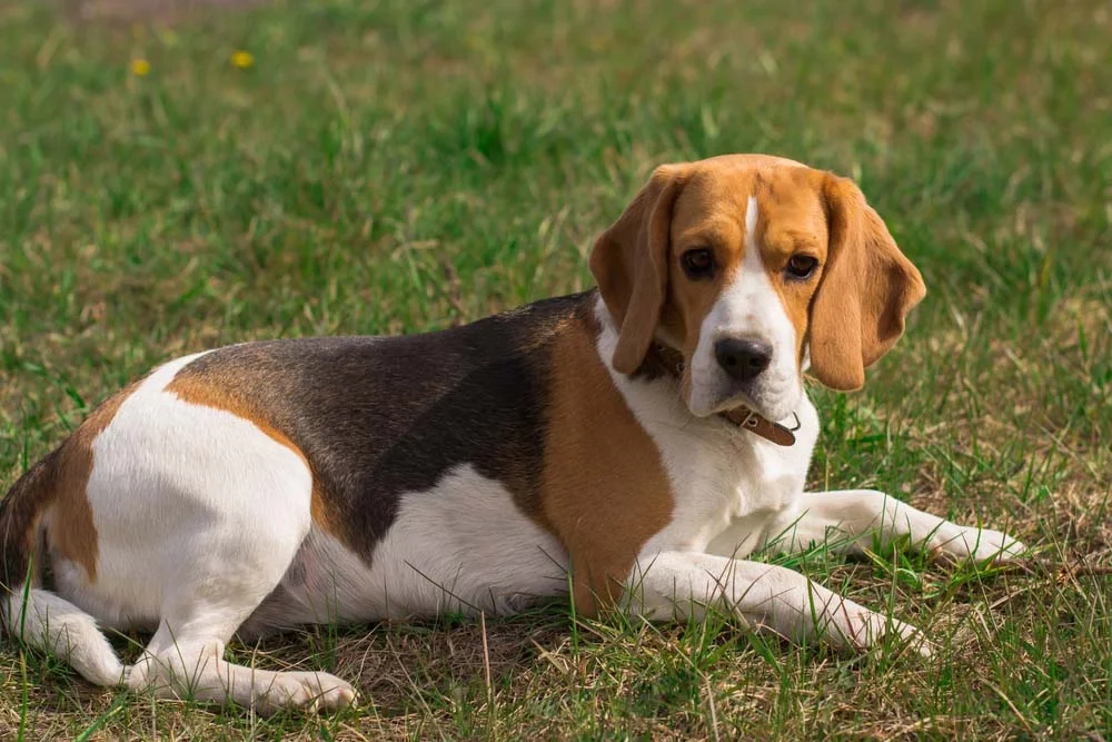 Em alguns casos, o Beagle também pode apresentar uma mancha mais voltada para o marrom ao invés do preto