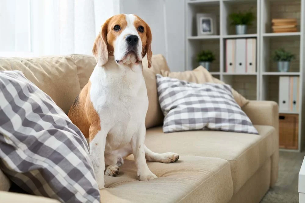 O cãozinho Beagle também pode ter uma cor mais puxada para o bege
