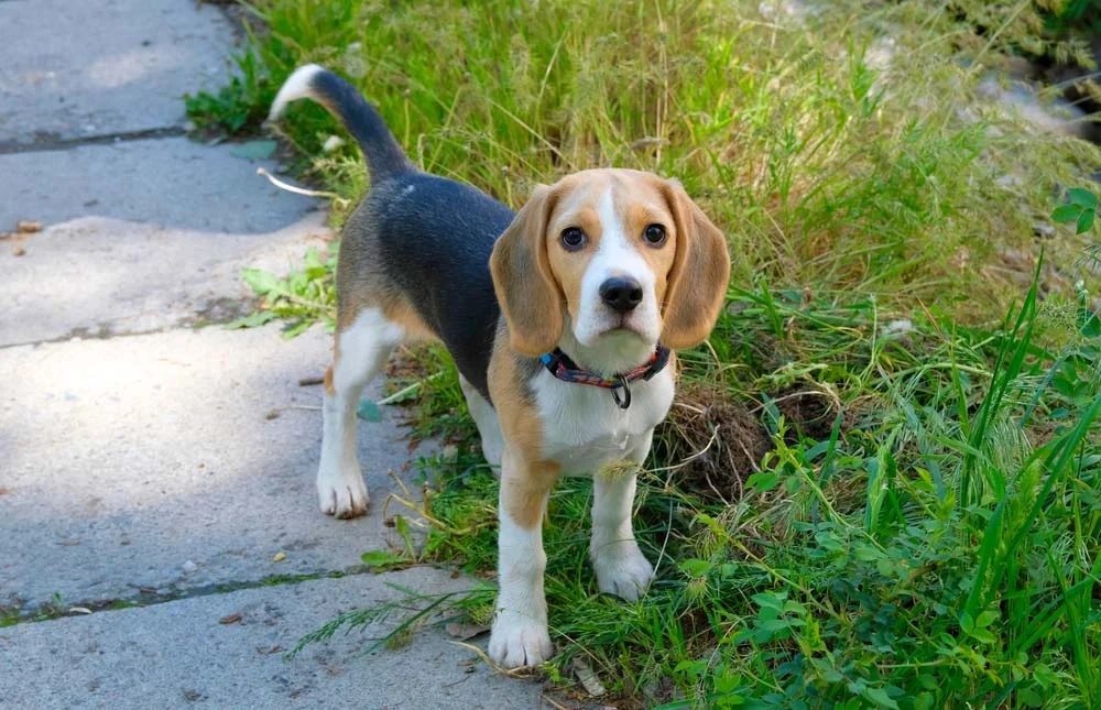 A cor de pelagem de cachorro Beagle, em alguns casos, se assemelha também a um tom de azul escuro