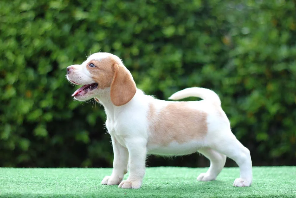 O Beagle também pode apresentar pequenas marcas em tons bege espalhadas pelo corpo, sem a presença de outra cor
