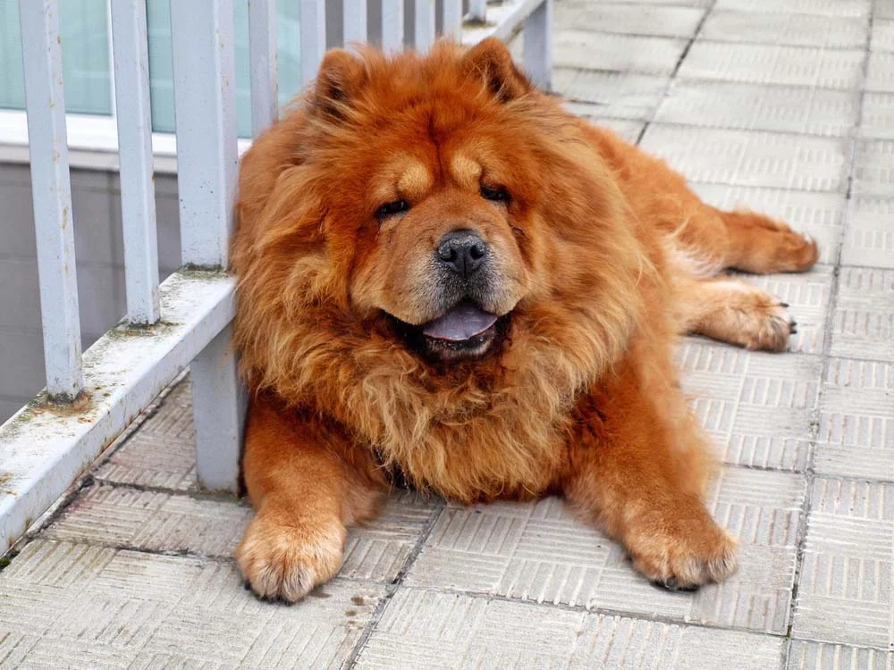 O clássico Chow Chow tem uma cor de pelagem de cachorro bem avermelhada