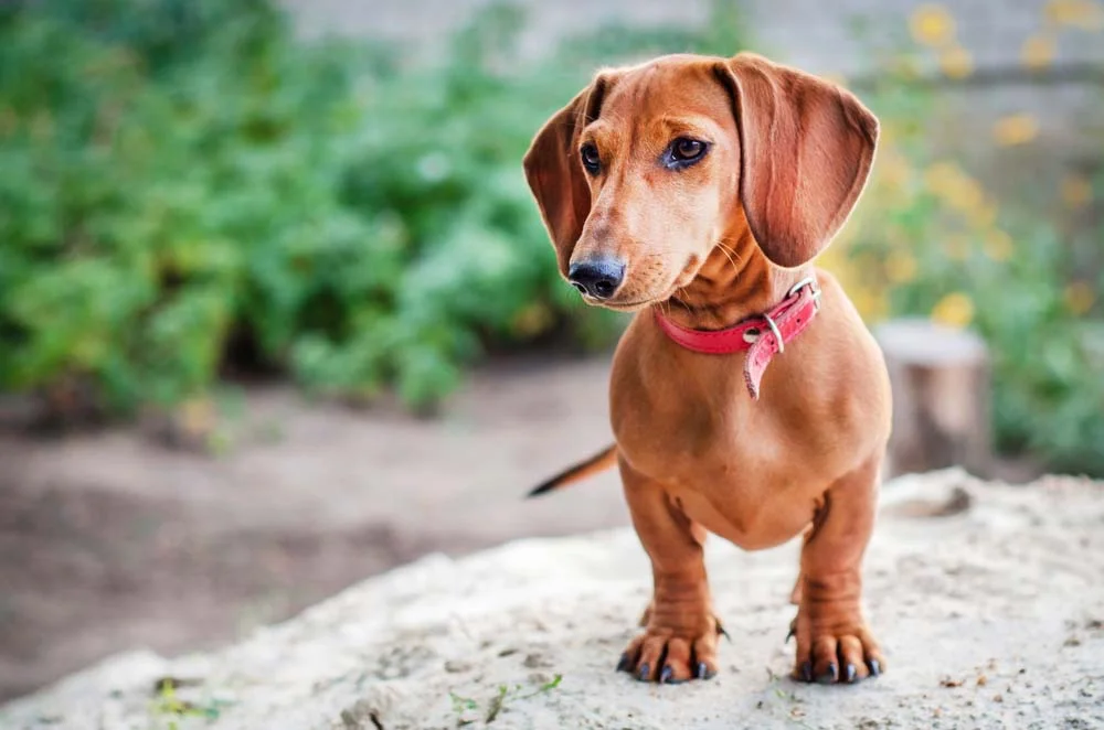 O Dachshund, cachorro salsicha, com a pelagem mais avermelhada é bastante comum