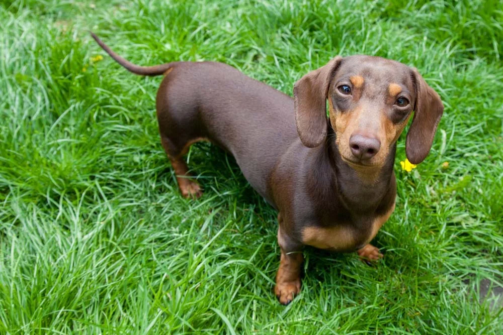 O cão Dachshund também pode ser chocolate e com outras variações do marrom