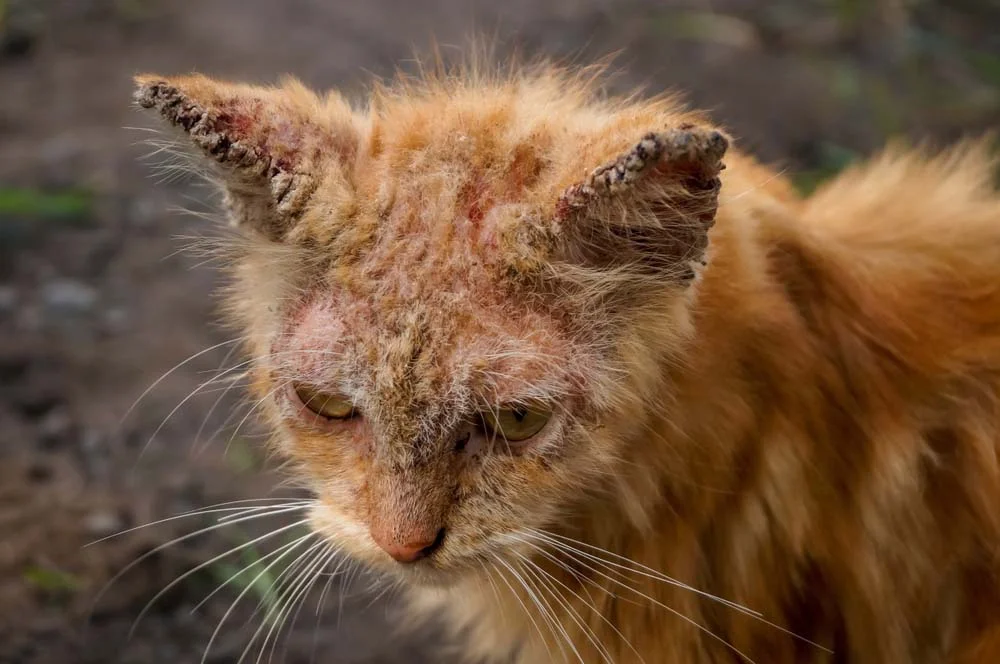 A sarna sarcóptica em gatos causa muitas feridas com crostas na pele do animal