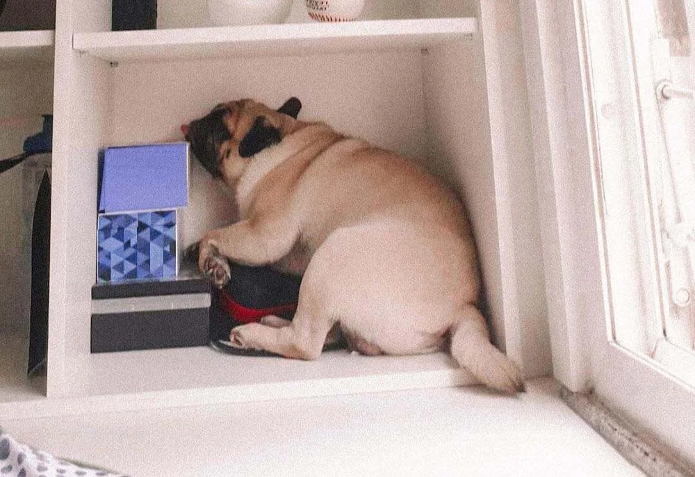 O Romeu é a prova viva de que o cachorro dorme tranquilamente em qualquer lugar, até no nicho de uma estante!