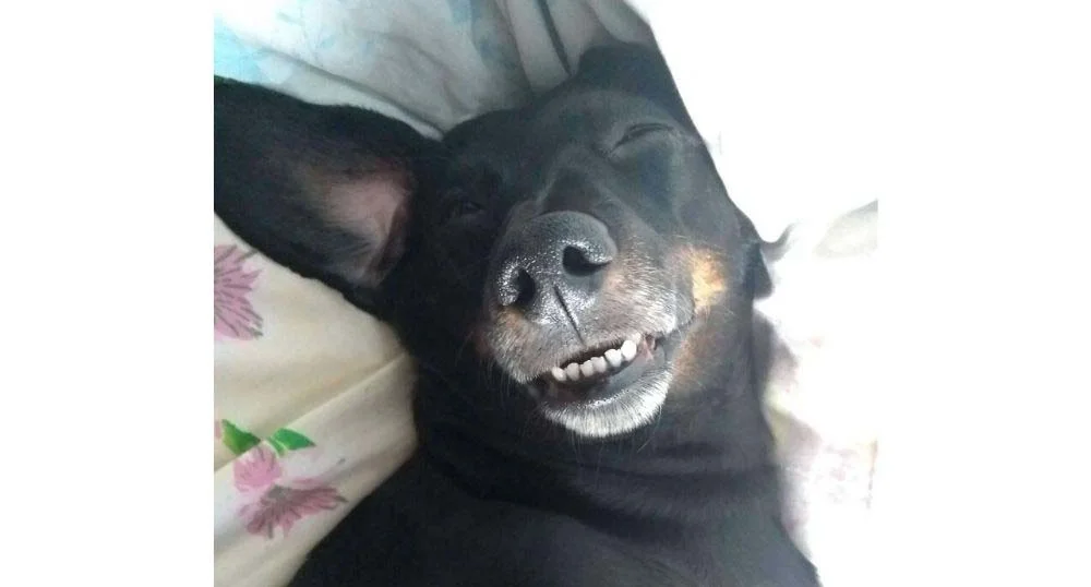 A Peteca é sorridente até quando está tirando uma soneca