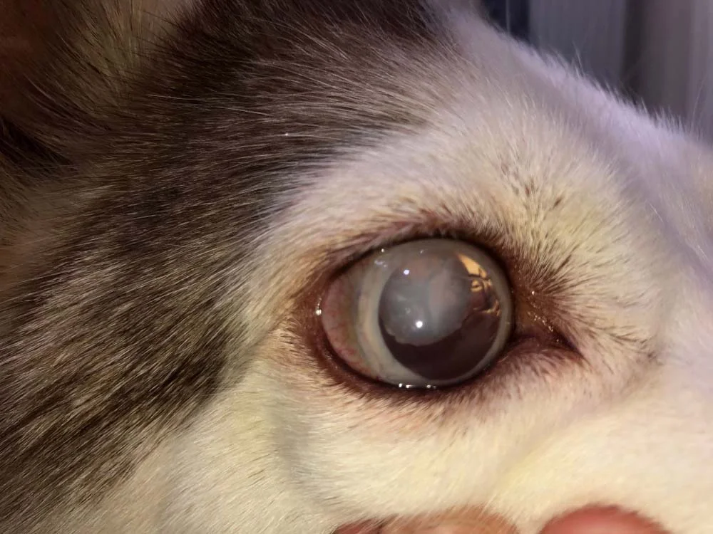 Glaucoma: cães também podem apresentar vermelhidão ao redor dos olhos