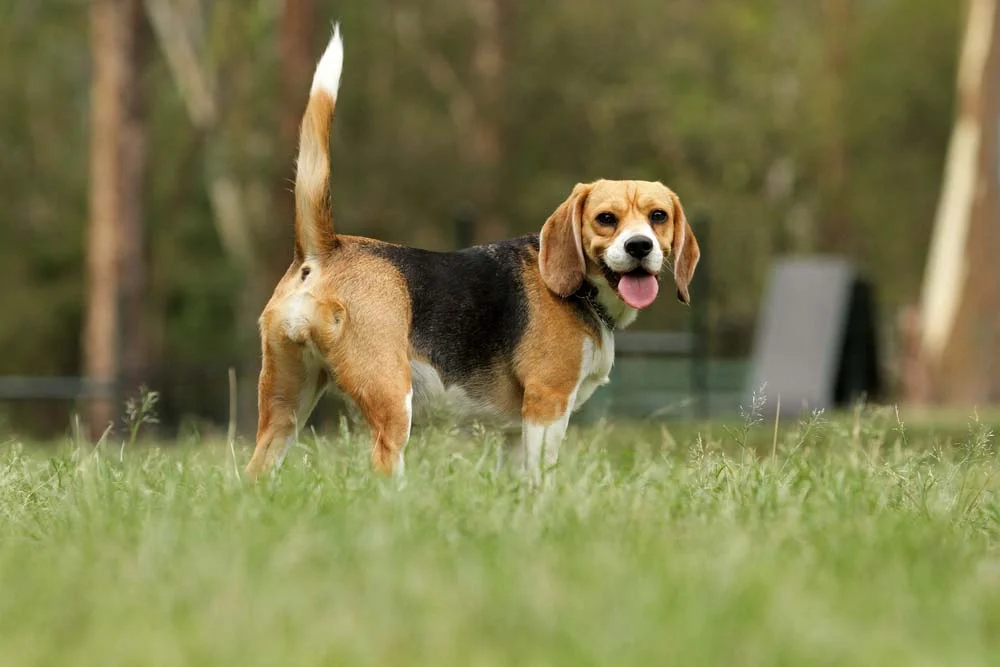 O rabo de cachorro pode se posicionar naturalmente para cima, como a cauda dos Beagles