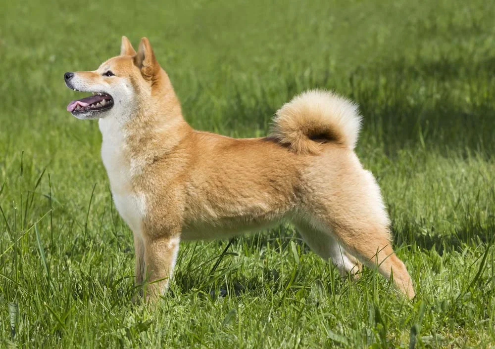 Rabo de cachorro enroladinho também é um charme, como é o caso do Shiba Inu