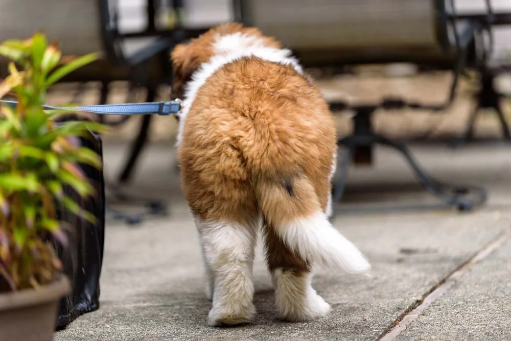 Cachorro: cauda baixa pode indicar que tem algo de errado com o seu amigo