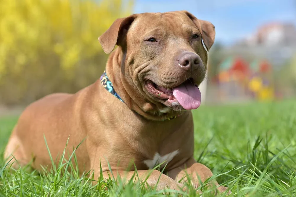 O corte de orelha de cachorro é bem comum na raça Pitbull