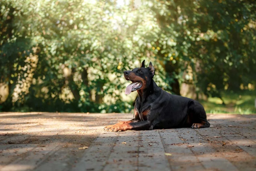 Como o Doberman é muito utilizado como cão de guarda, o corte de orelhas o deixa com uma aparência mais intimidadora