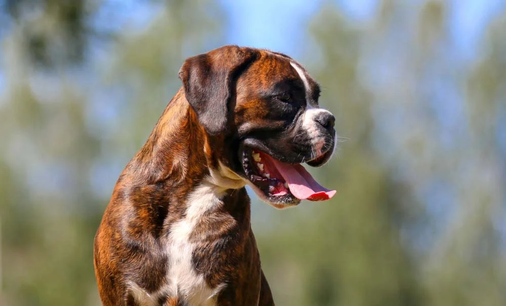 O Boxer é outra raça de cachorro que costuma ter as orelhas cortadas
