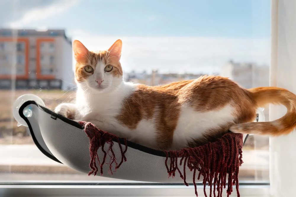 Que tal uma redinha para gatos com ventosas? Ela é ótima para animais que gostam de ficar na janela ou no alto