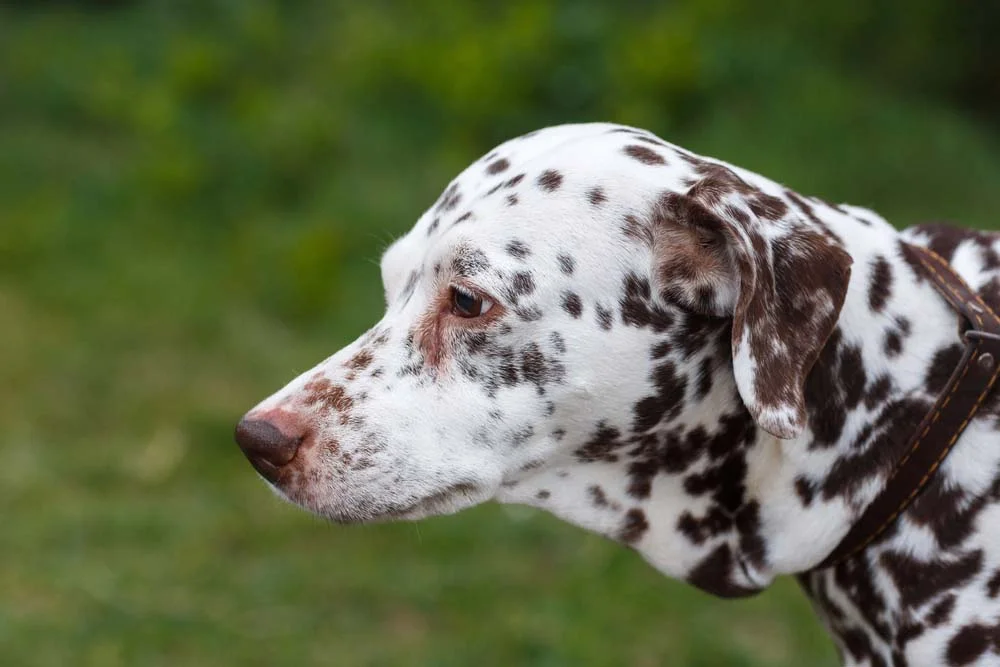 As manchas do Dálmata são exclusivas: um cãozinho nunca vai ter o mesmo padrão que outro