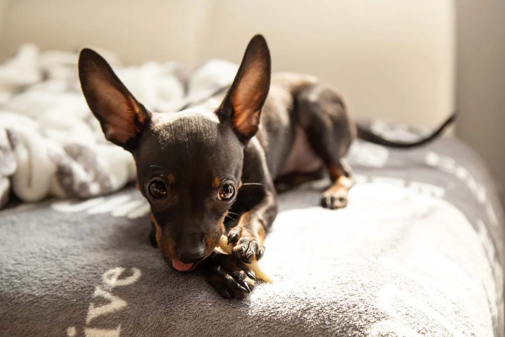 Pinscher 0, 1, 2 ou miniatura entenda os tamanhos da raça