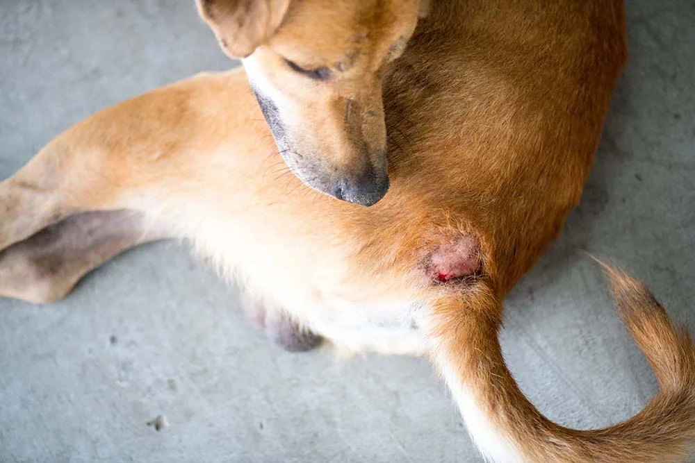 Dermatite canina: fotos mostram que vermelhidão, ausência de pelo e sangramento são sintomas tí­picos da doença
