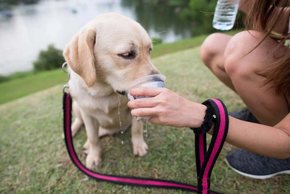 É normal que o seu cãozinho sinta mais sede depois de um passeio. Por isso, é importante sempre ter em mãos uma garrafinha de água