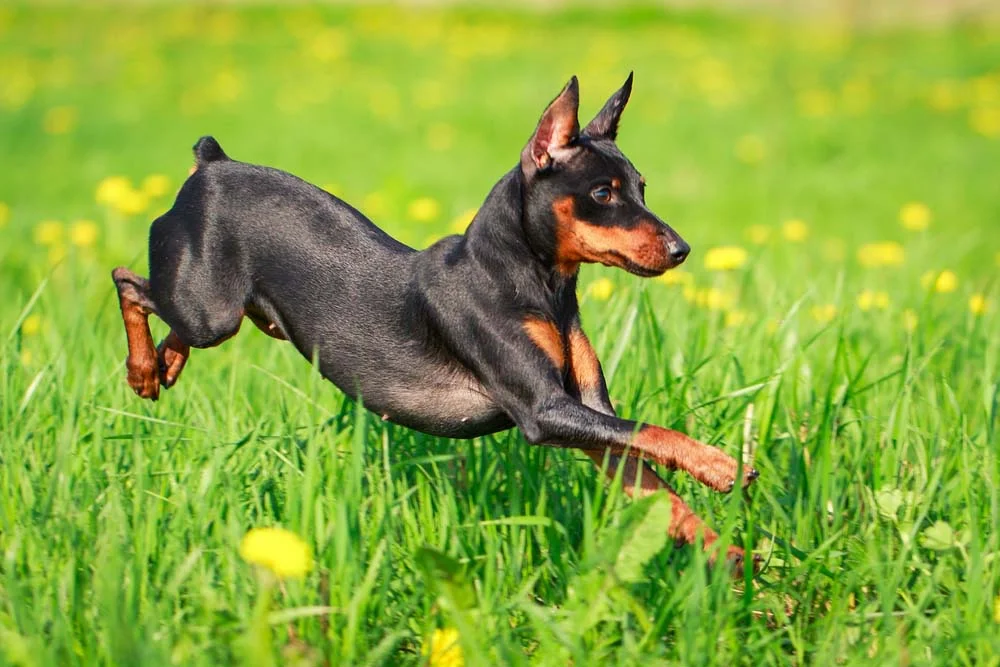 Pinscher 0, 1, 2 ou miniatura entenda os tamanhos da raça