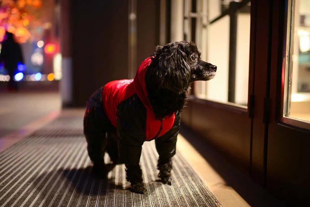 Roupa de frio de cachorro: os modelos com capuz, zíper e bolsos são mais indicados para passear