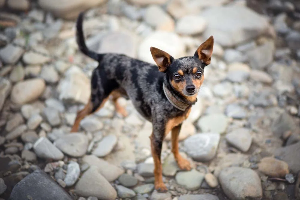 Pinscher 0, 1, 2 ou miniatura entenda os tamanhos da raça