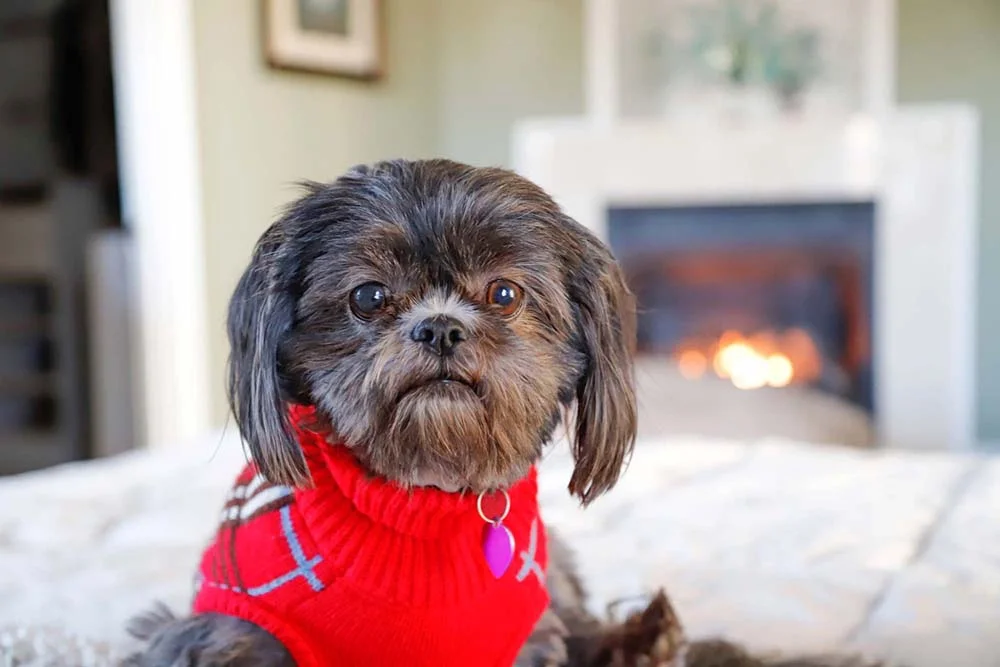 A roupa de frio para cachorro de tricô é clássica e super quentinha