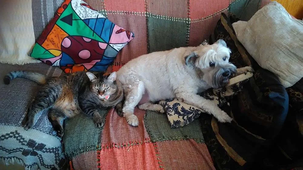 A Hope (cachorra) e Bisteca (gata) adoram ficar deitadinhas perto uma da outra