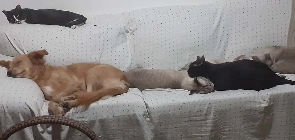 A Estrela (cachorra) também é outra que tem vários amigos gatinhos para dividir o sofá!