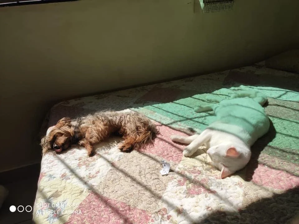 Cachorro e gato juntos: o Teddy (cachorro) até aproveitou para pegar um solzinho com o Sânio (gato)