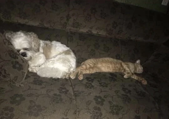 Cachorro e gato junto: o Toby (esquerda) em uma ótima sonequinha com o Salem (direita)