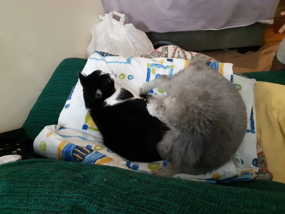 Esses são o Zeus (cachorro) e a Mia (gata) se preparando para dormir!