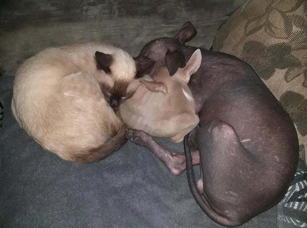 Sanduíche de amor! Olha como a Florisbela (gata) se dá bem com seus irmãos Dakota e Dante (cães)