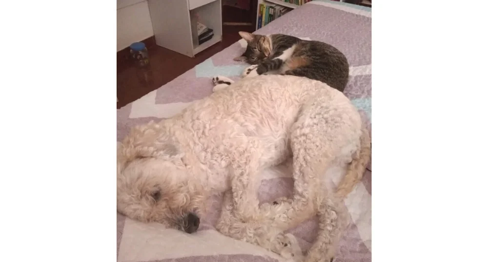 A Stella (cachorra) e o Nelson (gato) não se importam nem um pouco de dividirem a mesma cama