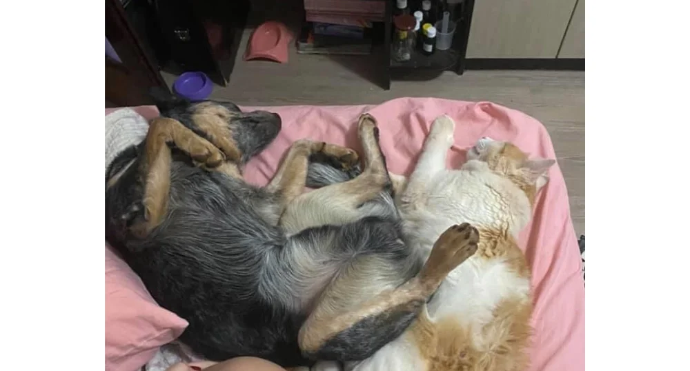 Cachorro e gato juntos: o Bart (esquerda) adora dormir pertinho do Nalú (direita)