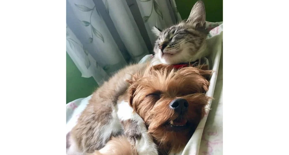 O Luck (cachorro) adora o abracinho da Marie (gata) durante a soneca