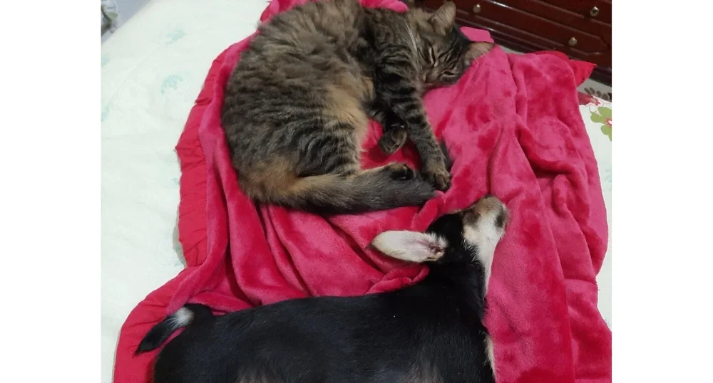 A Aika (cadela) e o Ozzy (gatinho) são tão amigos que adoram deitar juntinhos na cama para dormir
